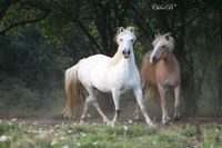 La manade des Combrailles